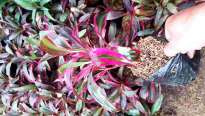 Tanaman Hias Hanjuang Andong Mini Sawang Daun Merah