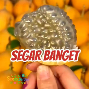 15 BUTIR BIJI/BENIH TANAMAN MARKISA KUNING MANIS