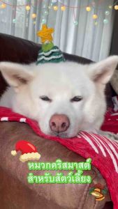 Barketek หมวกไหมพรมคริสต์มาส หมวกสัตว์เลี้ยง หมวกหมาแมว พวงกุญแจคริสมาสต์