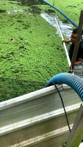 Bibit azolla super azola 1kg pakan ikan dan ternak
