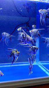 Assorted Ikan Angel /杂鲳