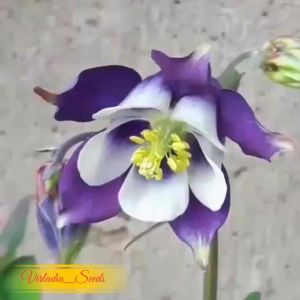 [Virladia Seeds] Biji Benih Bunga Columbine Ungu