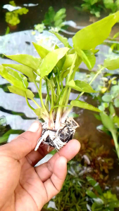 cripto fontedfolia tanaman air aquascspe media wabikusa