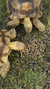 DR.FIBER TORTOISE FOOD/MAKANAN KURA KURA