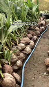 Bibit Kelapa Putih Albino🌱Memiliki Tampilan Yang Hampir Sama Dengan Jenis Kelapa Biasa namun ketika kita memotong sedikit serabutnya di bagian pangkalnya kecantikannya akan langsung terlihat. Kelapa Wulung juga juga memiliki segudang kandungan nutrisi