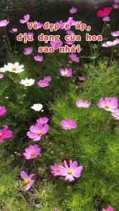 Hạt giống hoa sao nhái nhiều màu cánh đơn (300 hạt) - hoa đẹp dễ trồng trang trí sân vườn