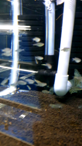 Veilfin Tetra/Reed Tetra/Ornamental fish/Freshwater/Readystock