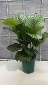 #คล้าใบตอง #Calathea #Orbifolia #ไม้ใบสวย #คาลาเทีย #ใบสวย