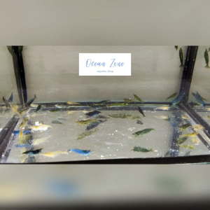 【Ocean Zone】Assorted Neocaridina Shrimp / Cherry Shrimp – 10pcs/20pcs - Live Shrimp with DOA