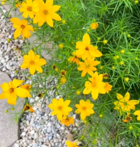 (KEMASAN PREMIUM) BIJI | BENIH BUNGA COREOPSIS KUNING
