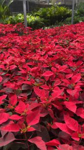 ต้นคริสต์มาส ส่งพร้อมถุงดำ สูง 60 ชม