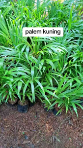 Tanaman Hias Yang Bisa Hidup Di Air - Tanaman Hias Palem Kuning