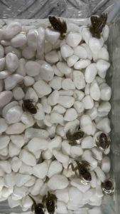 Crazy Frog / Katak (beri makan ikan)