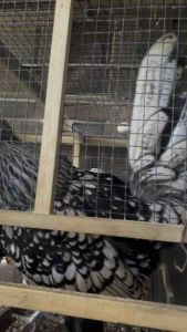 READY TELUR AYAM POLAND UNTUK DI TETASKAN