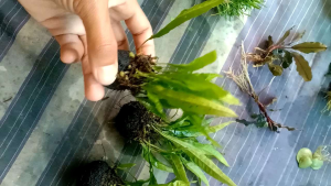 Kadaka Java Fern Media Wabikusa Hiasan Aquarium