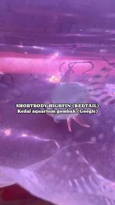 FEIFONG HIGHFIN SHORTBODY