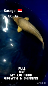 My koi food growth & shinning 1 kg