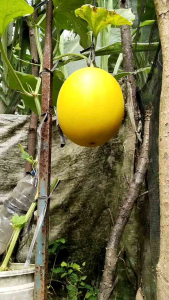 isi 10 butir benih melon golden ALISHA F1 cap panah merah