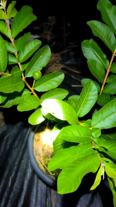 หงเซียงปาเลอร์ ต้นเสียบยอดสูง40-50ซม.