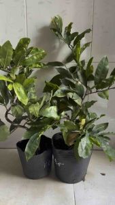 Hoa mai Cúc Hoàng Đế(Cúc nhuỵ đỏ)_cây ghép