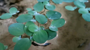 จอกเขียวญี่ปุ่น พืชน้ำ ดูดซัปของเสีย เพิ่มออกซิเจน ปลอดเชื้อ ปลอดภัย แช่ด่างทับทิมก่อนส่ง จอกญี่ปุ่น พืชน้ำญี่ปุ่น พืชน้ำ ญี่ปุ่น - Lazada