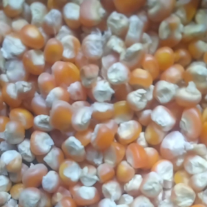 jual jagung kering hasil pilihan buat pakan burung dan ayam 1 kg 12000
