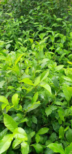 Hạt giống cây chè trà bắc với lá xanh tươi và quả nhỏ.