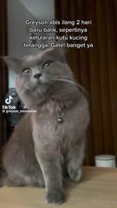 REVOLUTION CAT - Share In Jare Adult Obat Kutu Kucing REPACK