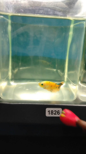 (Same as photo) Neon Koi Betta Fish Size M Ikan Laga Show Gred