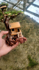 pohon rumah bonsai aquascape