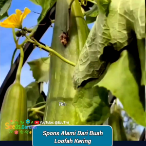 5 BUTIR BIJI/BENIH TANAMAN BLUSTRU LOOFAH