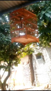 VITAMIN PENGGACOR BURUNG PENTET BONGKAR ISIAN SUARA KRISTAL INSYAALLAH CUKUP SEHARI N