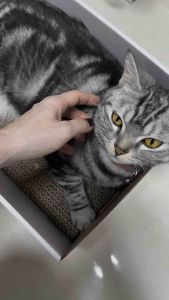 Cat box - กล่องมะม่วง กล่องลังแมว บ้านแมว ที่ลับเล็บแมว ที่ฝนเล็บแมว 37*24*16CM