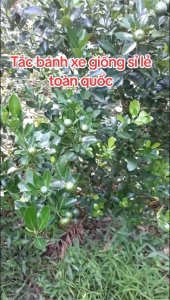 Cây hạnh cây tắc cây quốc bánh xe giống (mua 10 tăng 1)