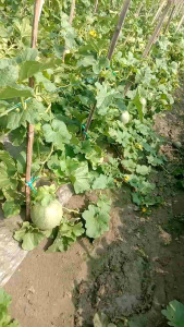 PROMO MURAH 100 BIJI BENIH MELON MADU SUPER UNGGUL