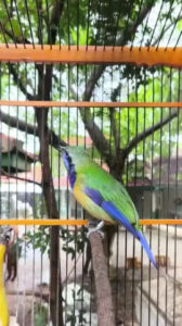 (PROMO) Vitamin Burung Gacor BLACK JACK Doping Burung Bersuara Master Doping Cairan Tetes Semua Jenis Burung Lomba By Bilbost