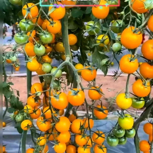 BENIH TOMAT CHERRY KUNING IMPORT(KEMASAN ORIGINAL)