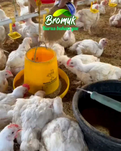 100 Gram Bromuk Vitamin Broiler Gemuk yang Mempercepat Penggemuk Ayam