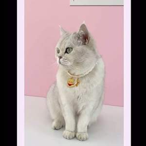 [READY STOCK] Pet Collar Cat Dog Collar with Bell Adjustable Pet Necklace | Rantai kolar Kuching | 宠物项圈 猫狗项圈铃铛