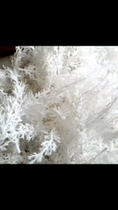 Cỏ điểm hoa sáp - 100g cỏ điểm san hô tuyết trắng