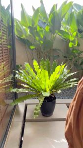 ~MyChicPick : LUCILLE EYELET DRESS