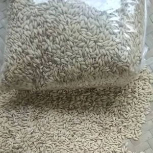 Benih Padi Ketan Putih Jenis Ranggey Asli 1kg