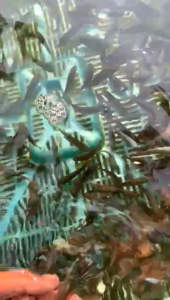 benih paket sepat ralis sepat alius jantan isi 5 bonus pelet