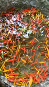 benih danio zebra isi 40pcs bonus pelet