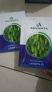 Benih Bibit Timun Tahan Virus LAVANTA F1 Isi 20 Gram ADVANTA Setara SEMI Bintang Asia