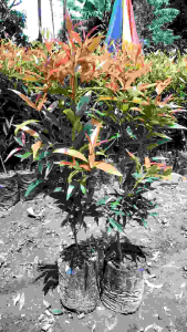 bibit pucuk merah 30cm-50cm siap tanam  mantab