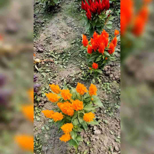 30 BIJI BENIH BUNGA CELOSIA PLUMED KIMONO MIXED