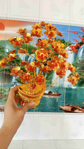 cây cành vàng lá ngọc cành hoa mai cây Kim tiền Phong thủy chiều cao của cây 20-25cm