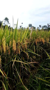 BENIH PADI CIPUTRI(ciherang malai panjang) 5kg