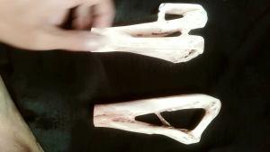 koleksi akar mimang natural unik langka